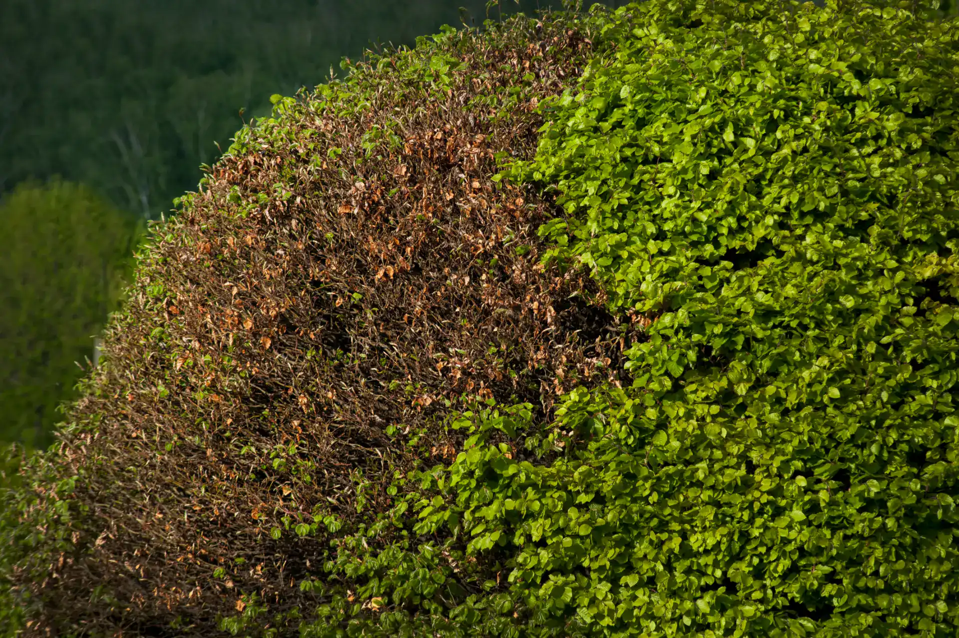 Høje, grønne og brune buske i en have, med en baggrund af træer og natur.
