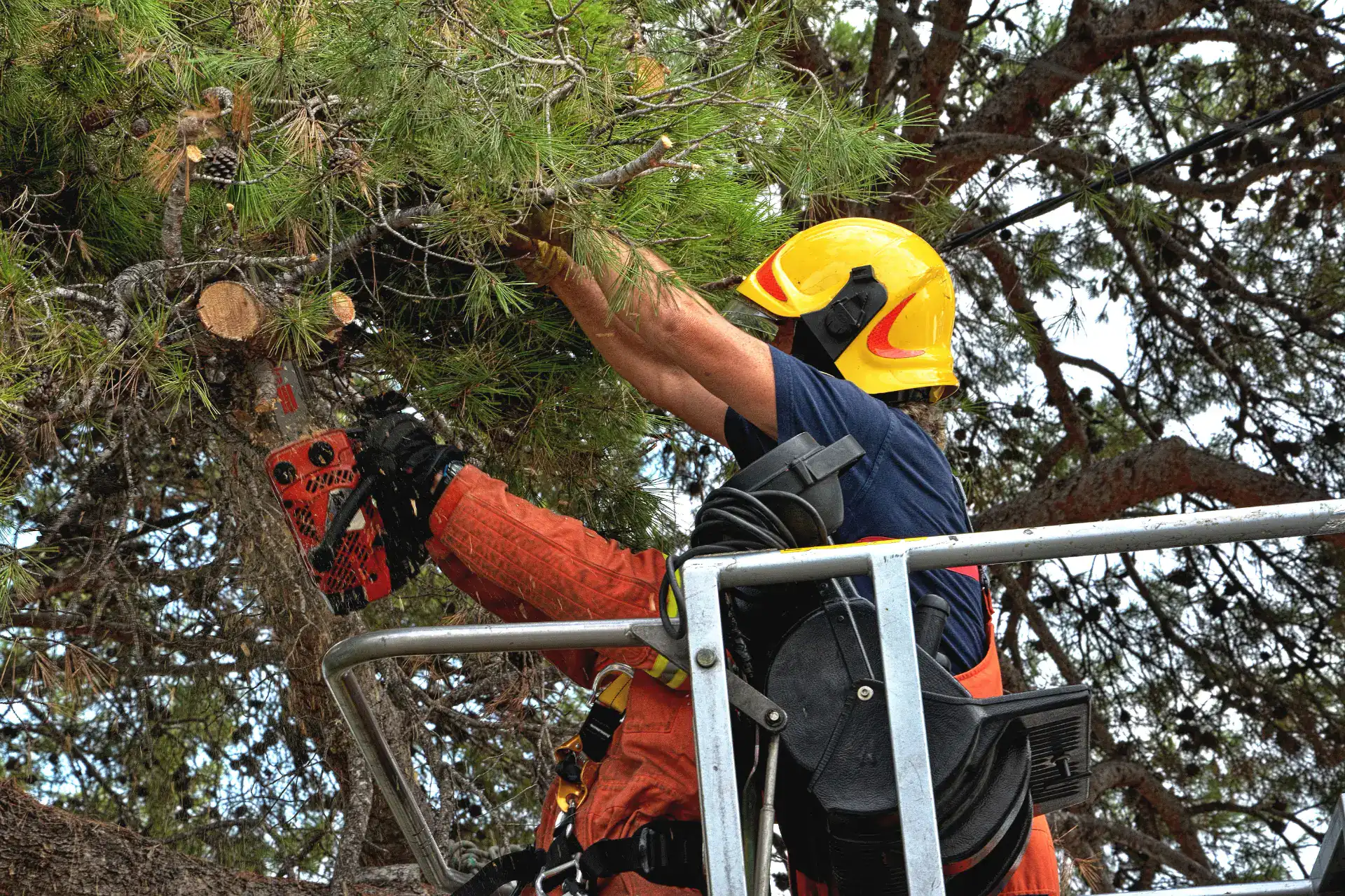 Beskærer træ med motorsav i højde, professionel arborist i sikkerhedsudstyr.
